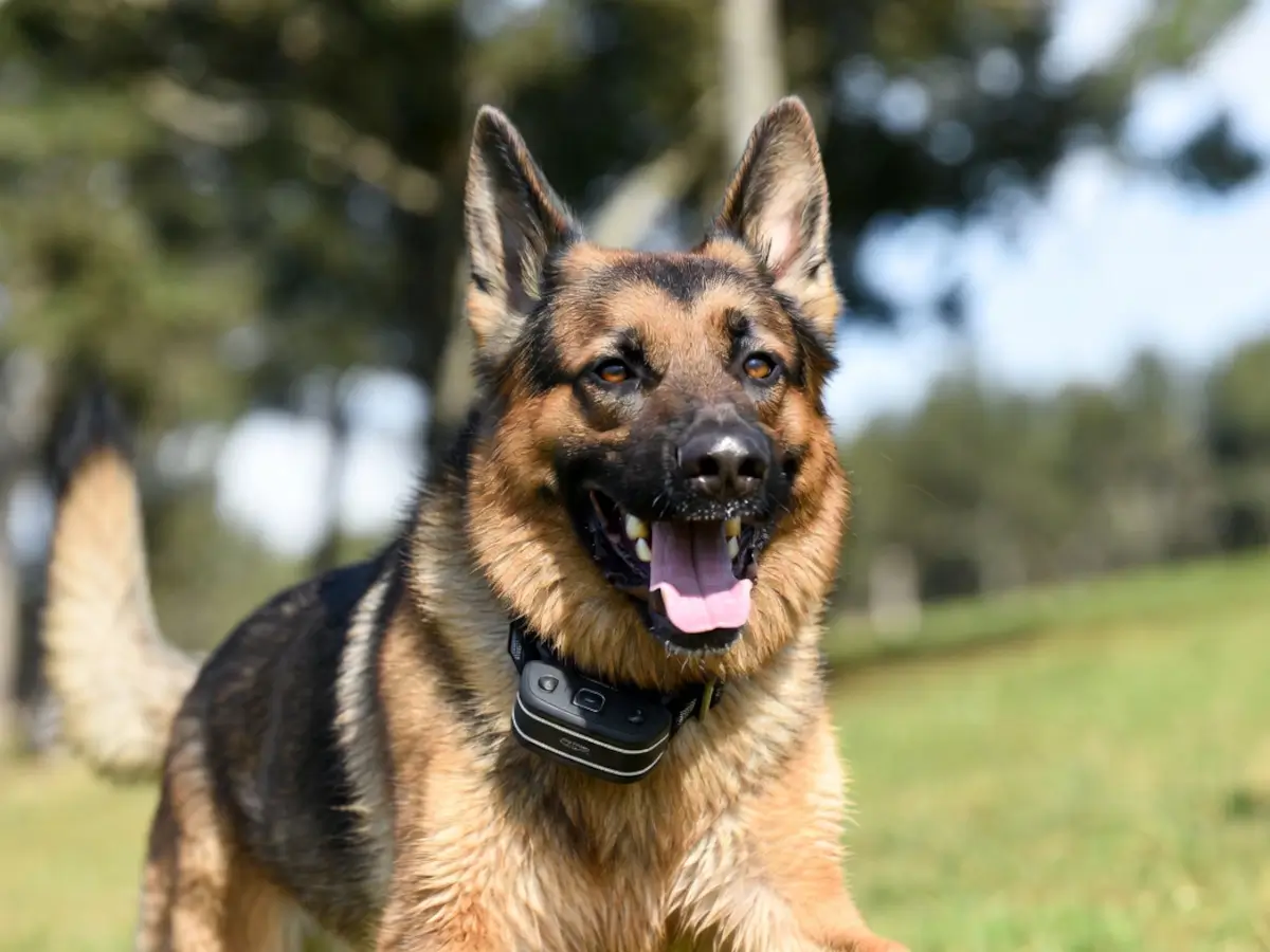 background of educator collars case study